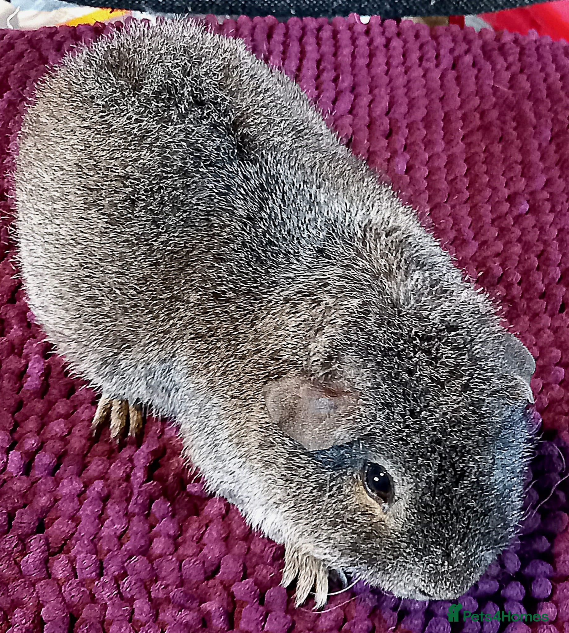 Guinea Pig rodents Gorgeous Baby Guinea Pigs - Advert 20