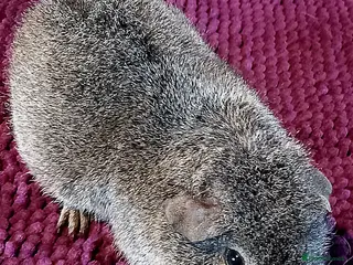 Guinea Pig rodents Gorgeous Baby Guinea Pigs - Advert 20