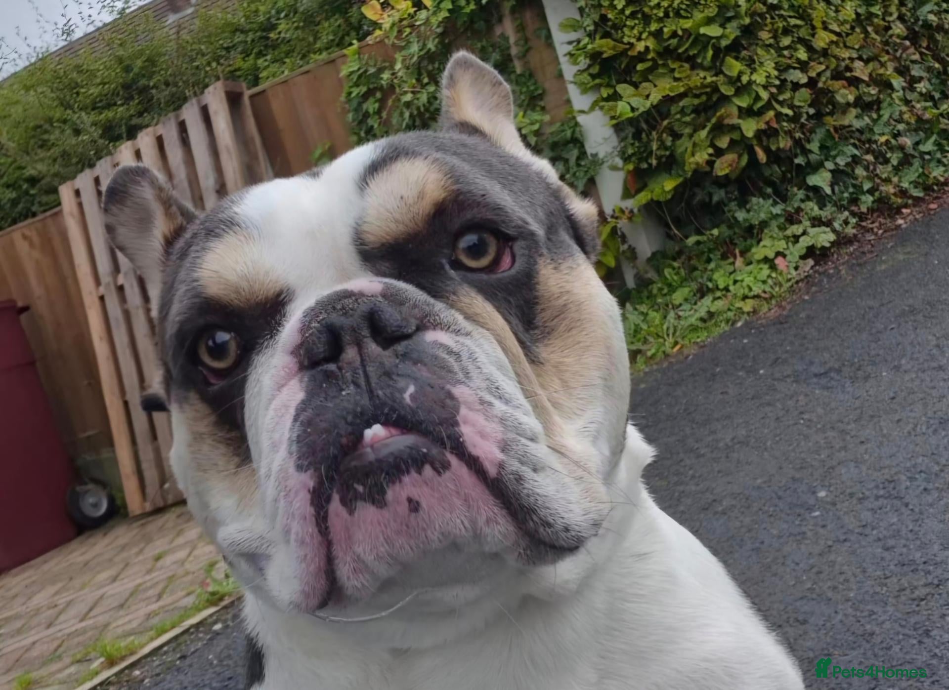 Mixed Breed dogs Olde English Bulldogge Cross - Advert 5