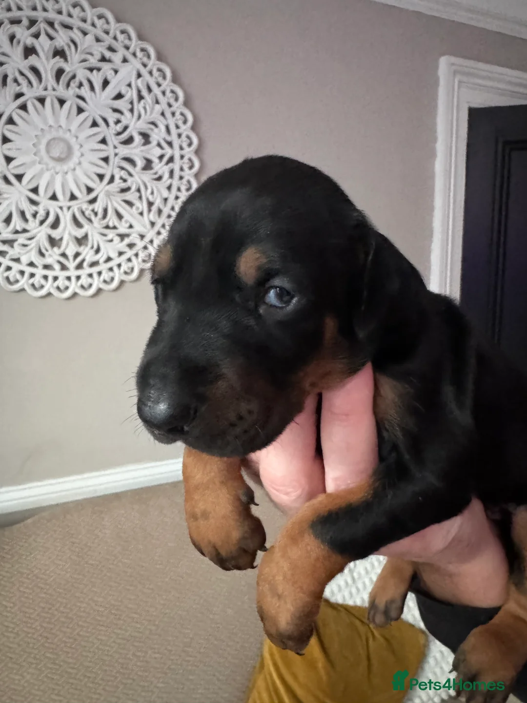 Dobermann dogs for sale: Beautiful Doberman puppies  - Advert 8