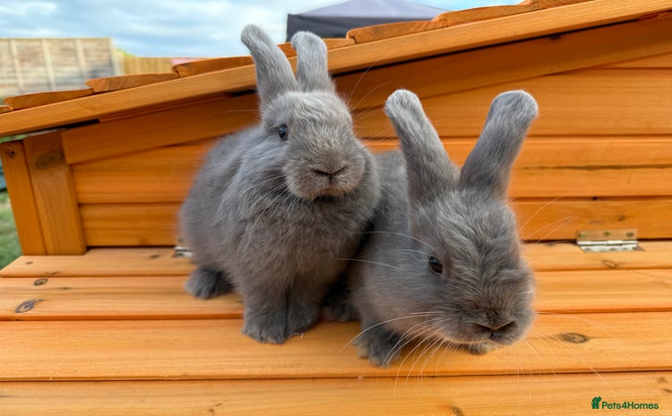 Mini Lop rabbits - Advert 7