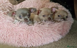 Chihuahua dogs for sale: Three Male Chihuahua Puppies - Image 6