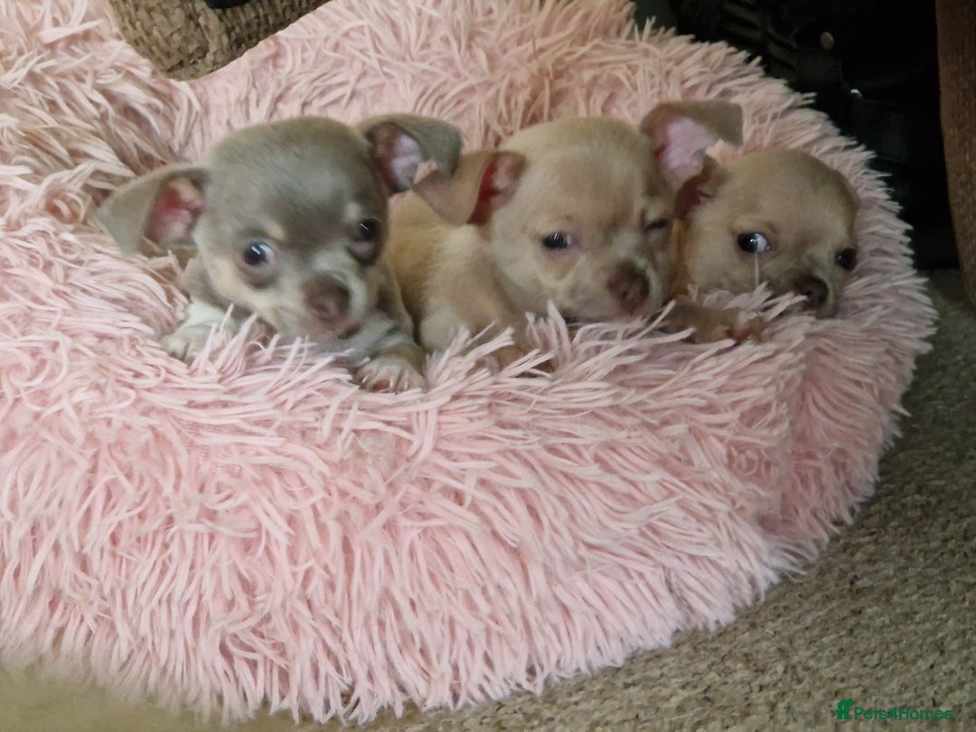 Chihuahua dogs for sale: Three Male Chihuahua Puppies - Image 6