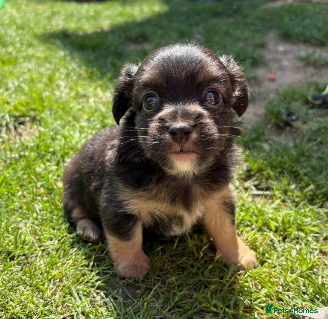 Jack Russell dogs for sale: Stunning Jack Russell’s ready in 2 weeks  - Image 9