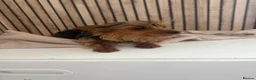 Yorkshire Terrier dogs for sale: Yorkshire terrier female  - Advert 4