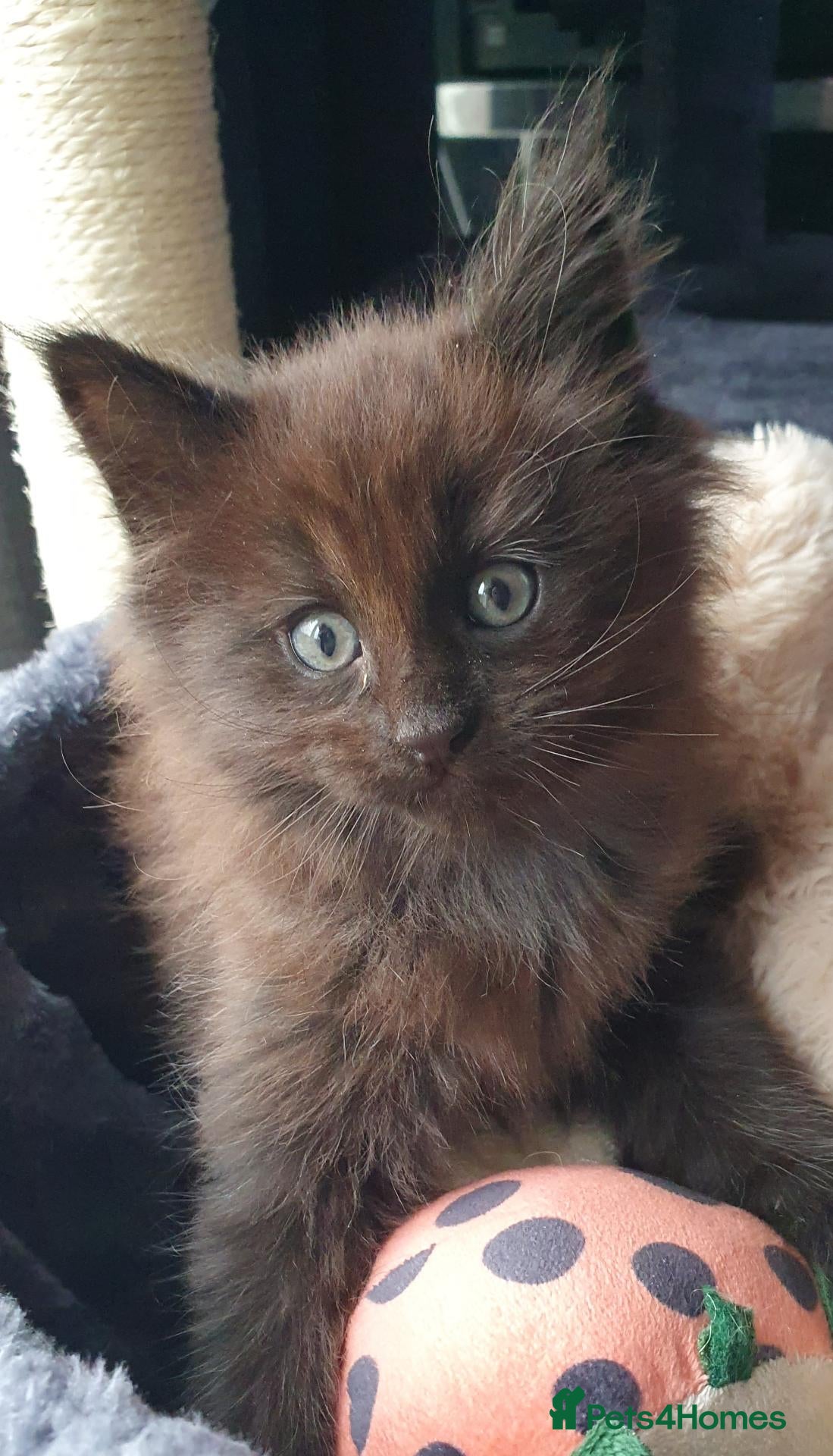 Maine Coon cats STUNNING MAIN COONS - Advert 1