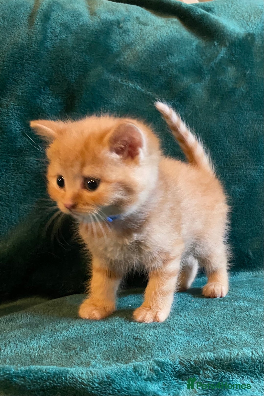 Scottish Fold cats for sale: Scottish Straight Ginger Kittens  - Advert 14
