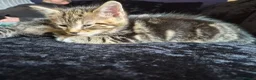Domestic Shorthair cats for sale: Kittens - Advert 3