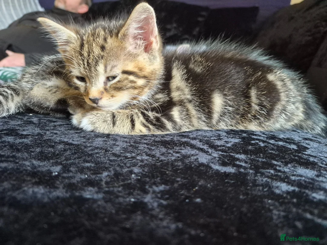 Domestic Shorthair cats for sale: Kittens - Advert 3