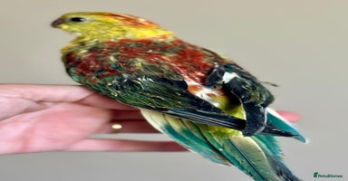 Parakeets birds - Advert 1