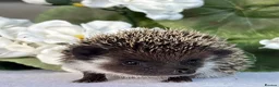 Pygmy Hedgehog rodents for sale: African Pygmy Hedgehog  - Advert 3