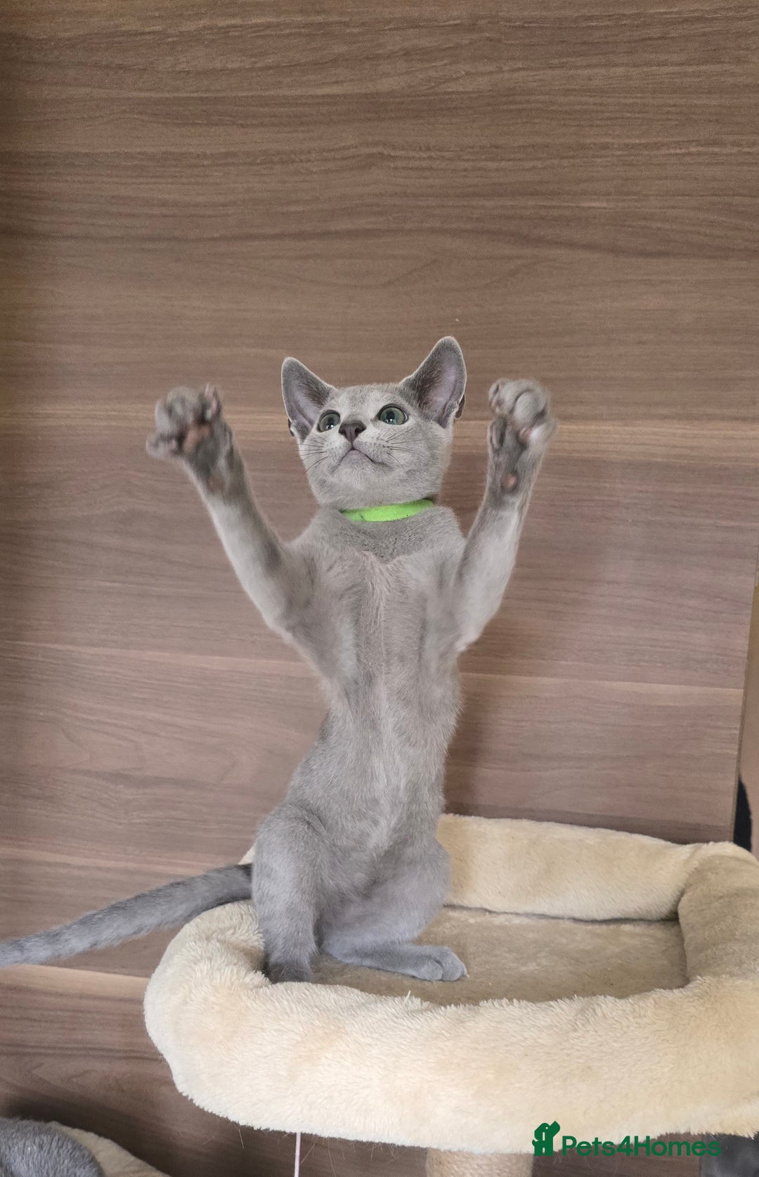 Russian Blue cats for sale: Russian Blue kittens Tica registered  - Image 7