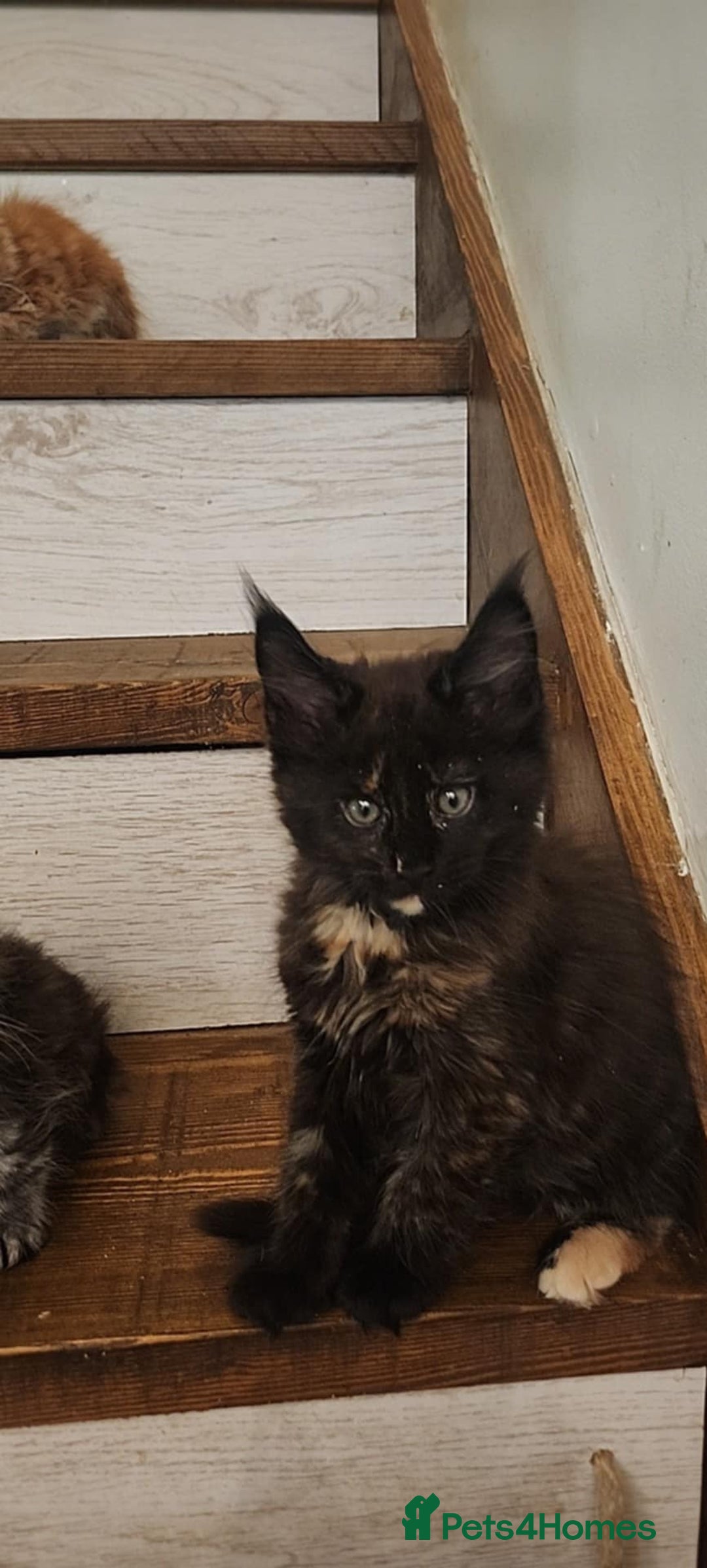 Maine Coon cats for sale: Maine coon purebred pedigre xl active in Barnsley - Image 31