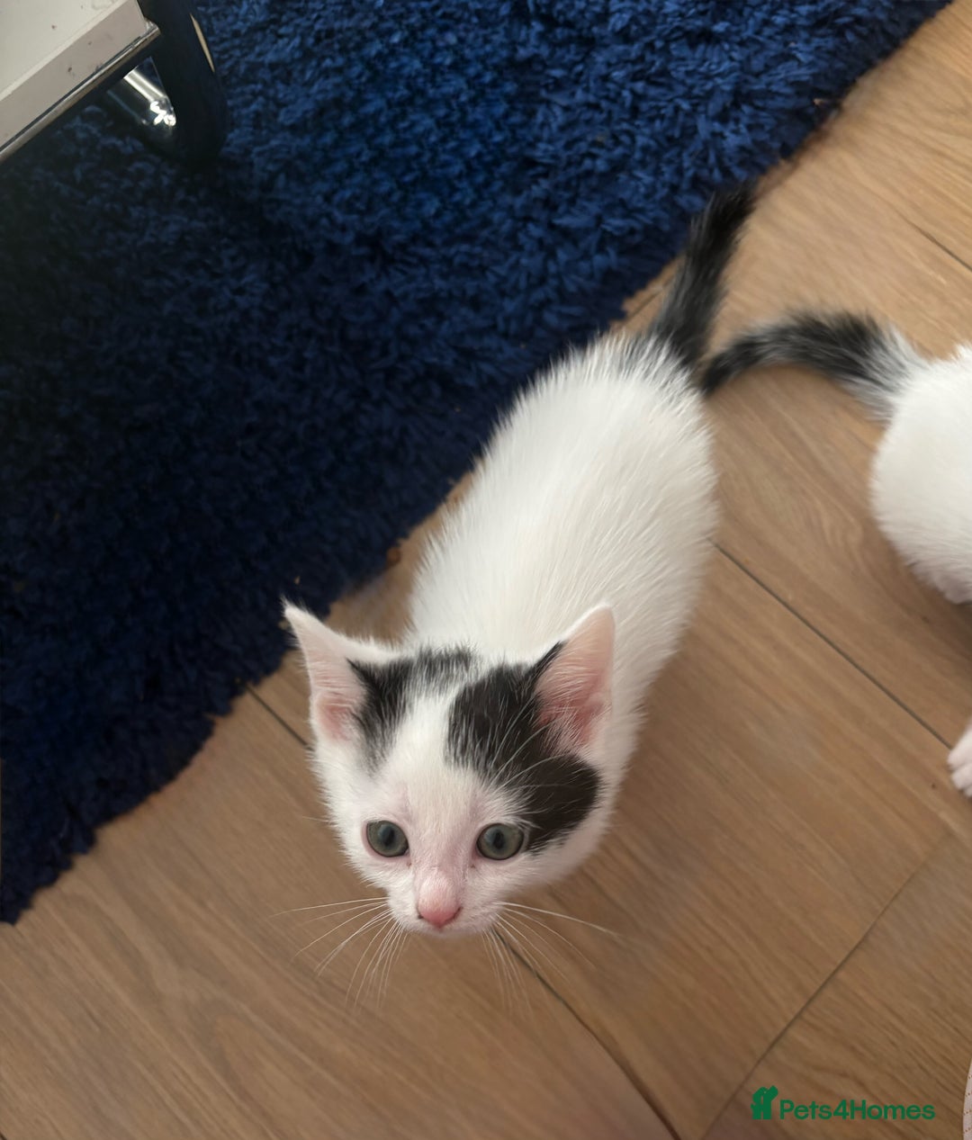 Mixed Breed cats for sale: Kittens for free - Advert 3
