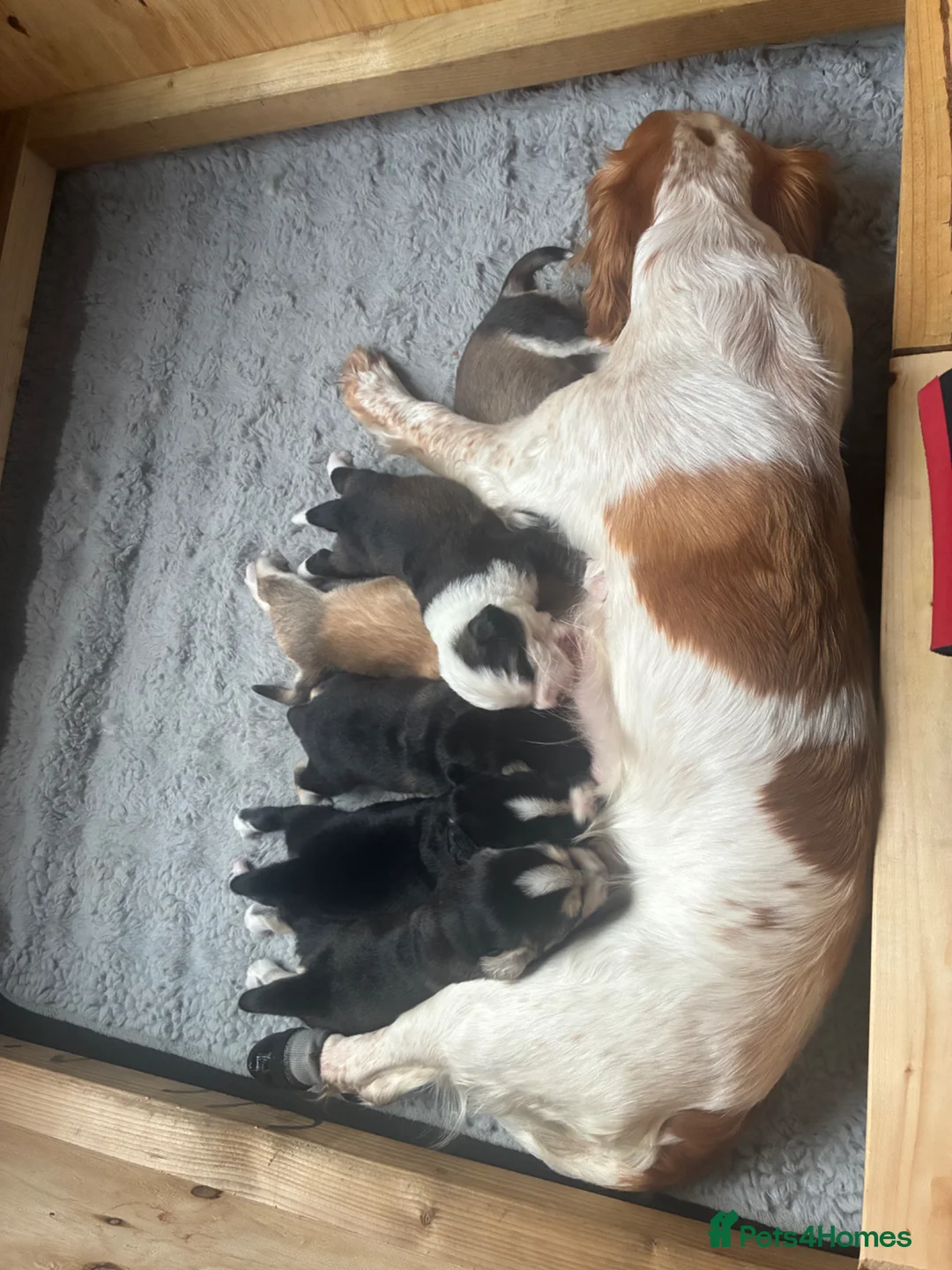 Mixed Breed dogs for sale: Cocker Spaniel x Siberian Husky Puppies - Advert 9