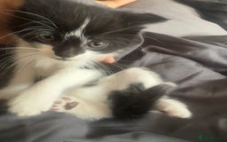 British Shorthair cats for sale: Kittens for sale - Image 10