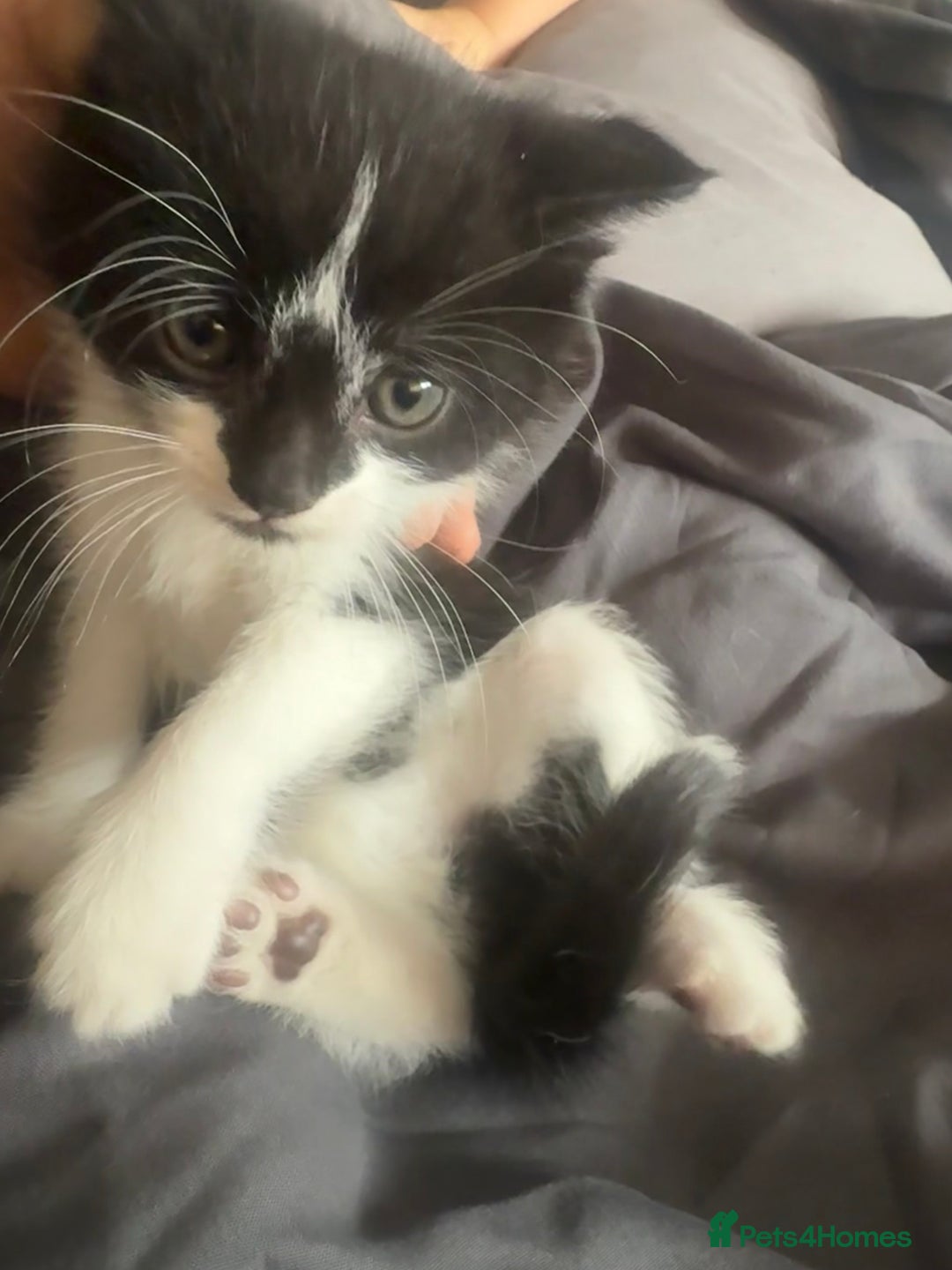 British Shorthair cats for sale: Kittens for sale - Image 10