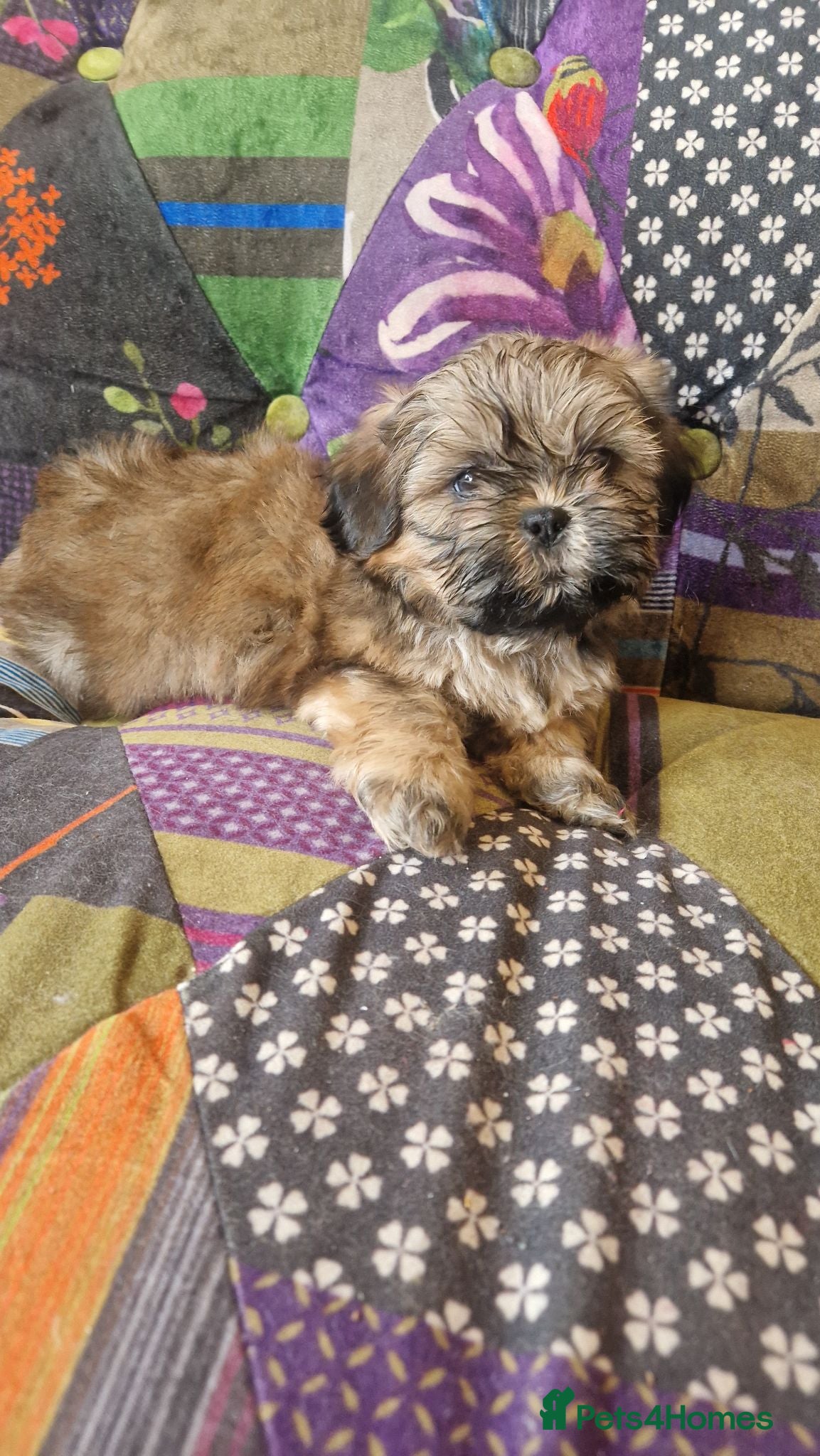 Shih Tzu dogs Shih-tzu pedigree puppies - Advert 6