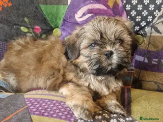 Shih Tzu dogs Shih-tzu pedigree puppies - Advert 6