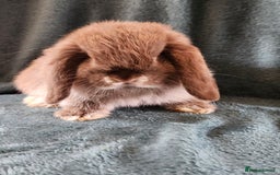 Mini Lion Lop rabbits for sale: beautiful mini sm lion lops and mini lops - Image 18