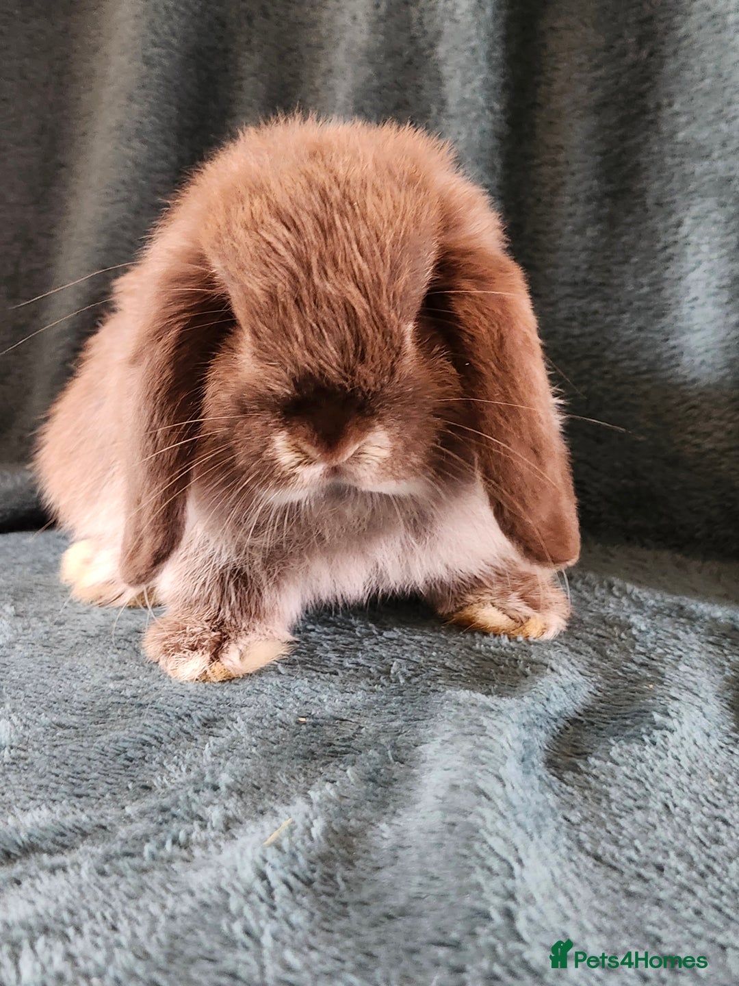 Mini Lion Lop rabbits for sale: beautiful mini sm lion lops and mini lops - Image 18