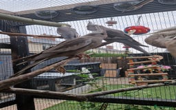 Cockatiels birds for sale: 2x baby cockatiels for sale £100 each - Image 9