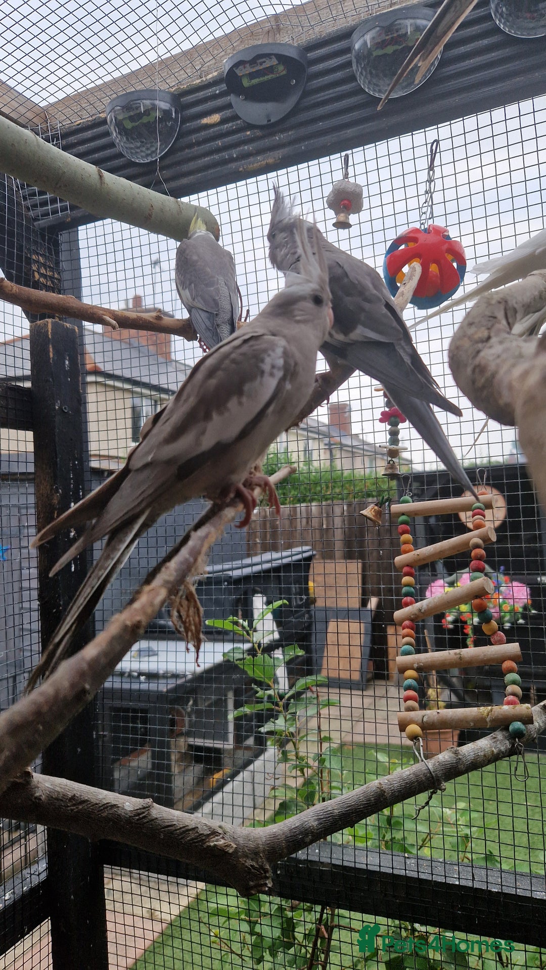Cockatiels birds for sale: 2x baby cockatiels for sale £100 each - Image 9