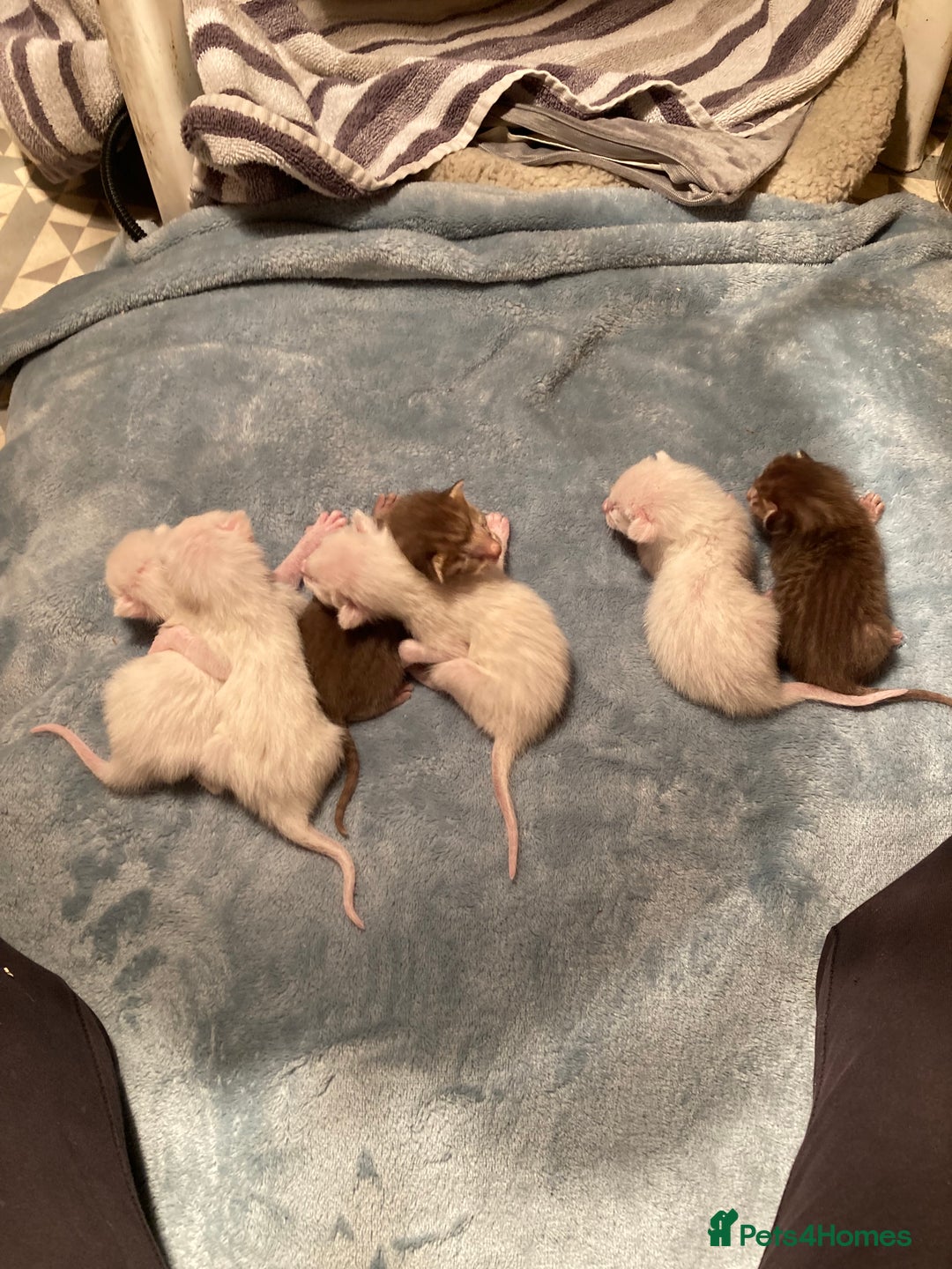 Oriental cats for sale: Oriental shorthair kittens - Advert 3