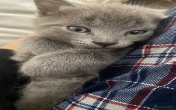Mixed Breed cats for sale: 3 2 month old TORTIE x BRITISH SHORTHAIR KITTENS - Image 15