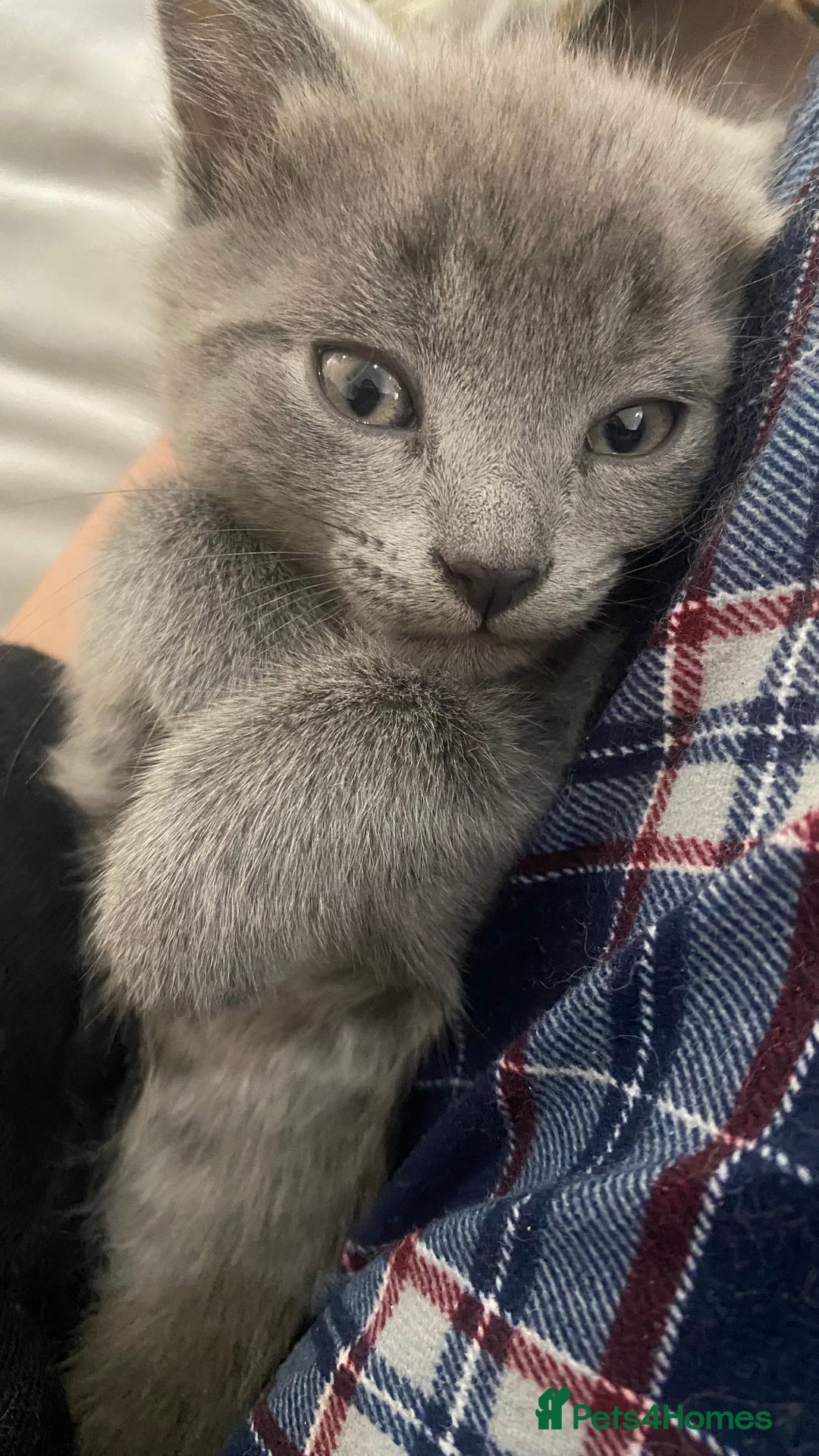 Mixed Breed cats for sale: 3 2 month old TORTIE x BRITISH SHORTHAIR KITTENS - Image 15