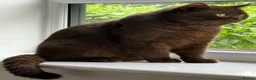British Shorthair cats for sale: Chocolate Male BSH Neutered - Advert 1