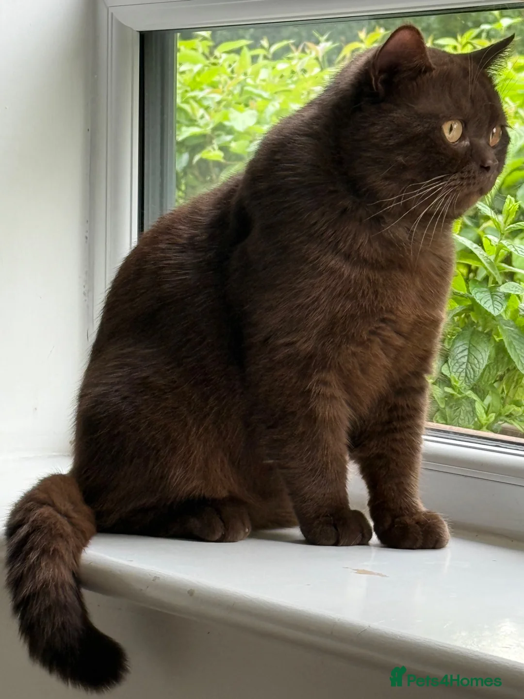 British Shorthair cats for sale: Chocolate Male BSH Neutered - Advert 1