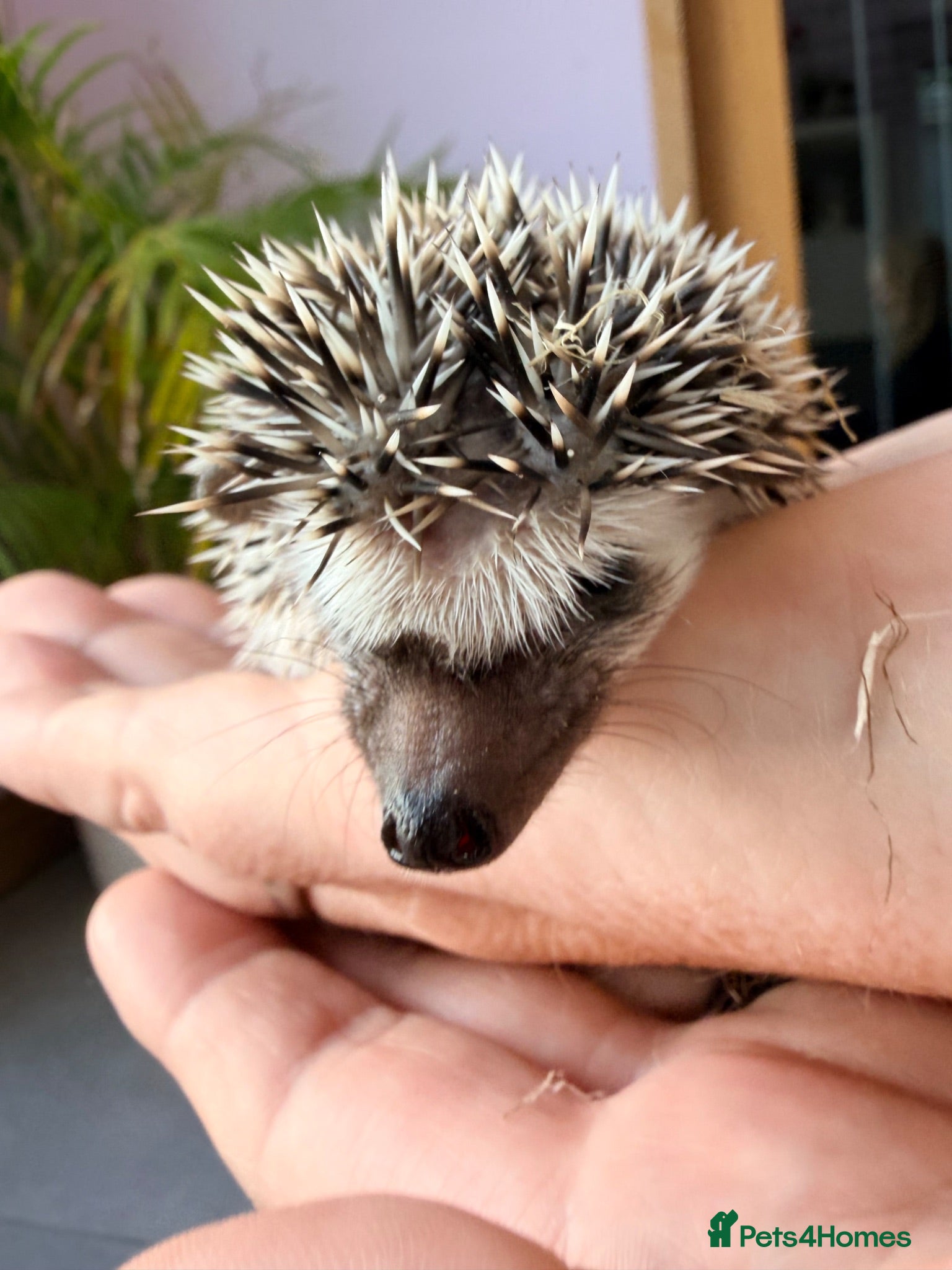 Pygmy Hedgehog rodents Stunning little baby African pigmy hedgehogs  - Advert 1