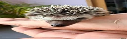 Pygmy Hedgehog rodents for sale: Stunning little baby African pigmy hedgehogs  - Advert 1