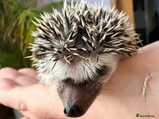 Pygmy Hedgehog rodents Stunning little baby African pigmy hedgehogs - Advert 1