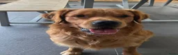 Golden Retriever dogs for stud: Bailey Golden Retriever available for Stud  - Advert 3