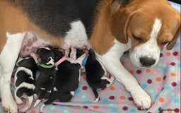Beagle dogs for sale: KC Registered Beagle Puppies - Image 3