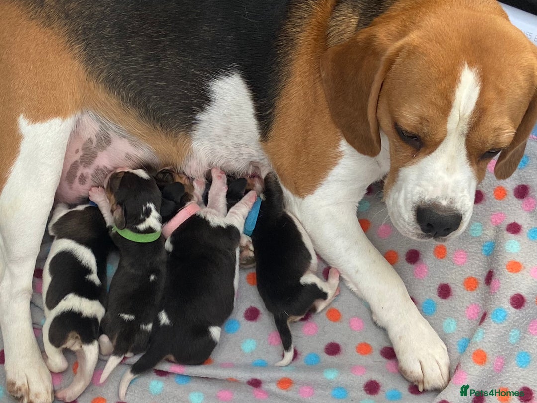 Beagle dogs for sale: KC Registered Beagle Puppies - Image 3