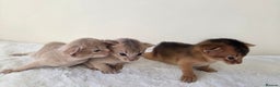 Abyssinian cats for sale: TICA-registered Abyssinian kittens - Advert 1