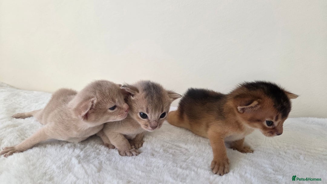 Abyssinian cats for sale: TICA-registered Abyssinian kittens - Advert 1
