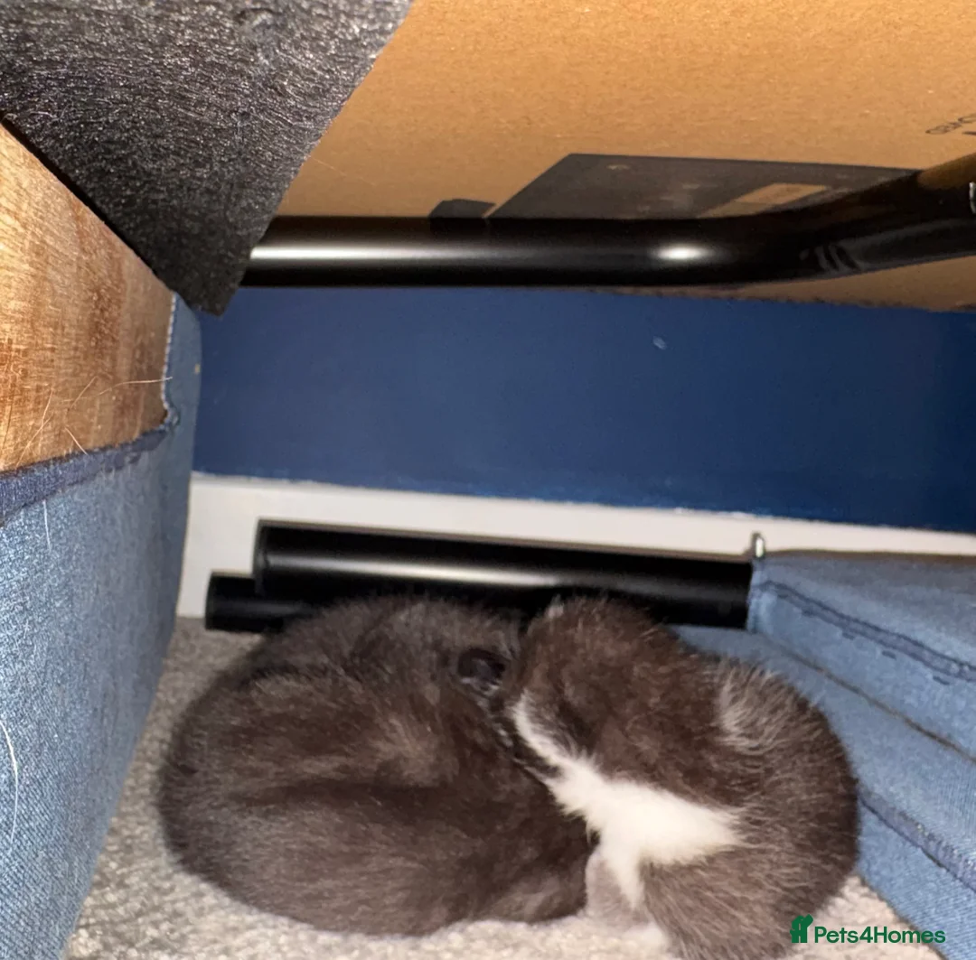 Bombay cats for sale: Bombay cross kittens  in Dumfries - Advert 2