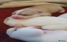 Siberian Husky dogs for sale: New Litter, experienced breeder - Advert 6