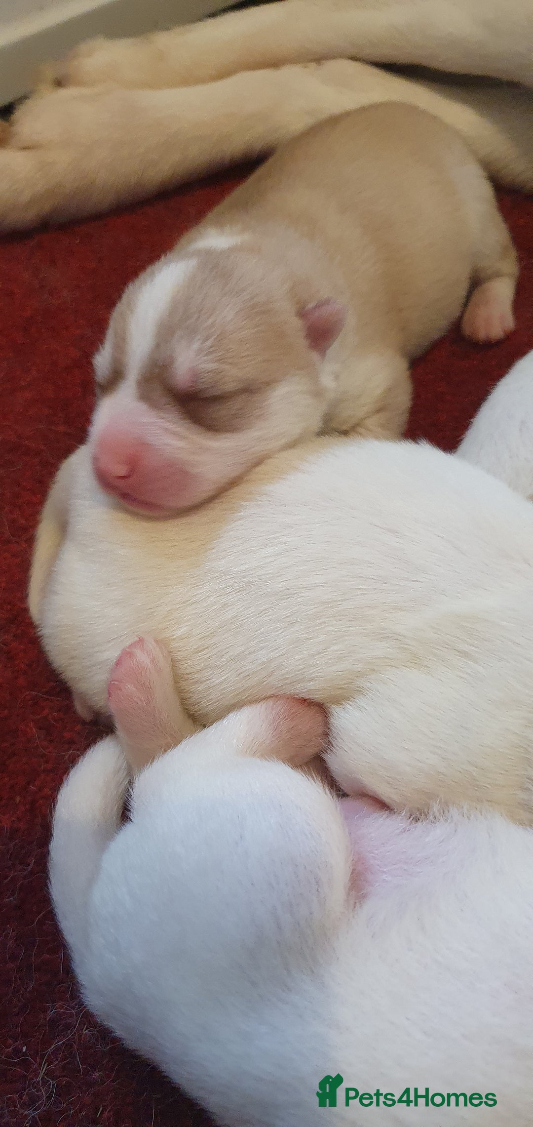Siberian Husky dogs for sale: New Litter, experienced breeder - Advert 6