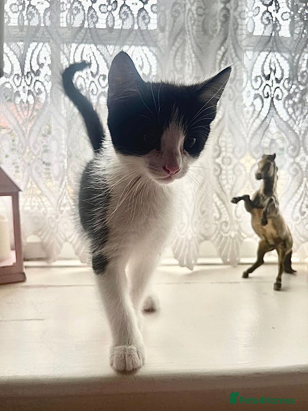 Maine Coon cats for sale: Half Maine Coon kittens**ready now** - Image 3