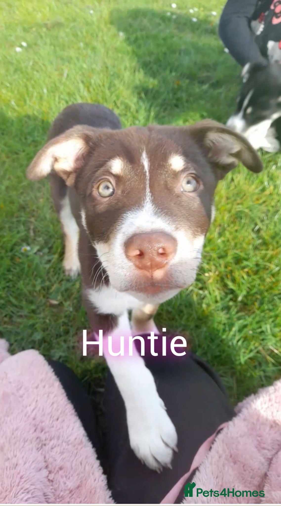 Mixed Breed dogs Beautiful Babies  - Advert 2