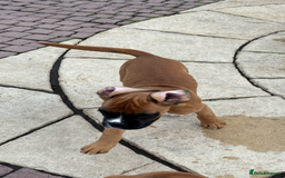 Boxer dogs for sale: Boxer pups  - Image 2