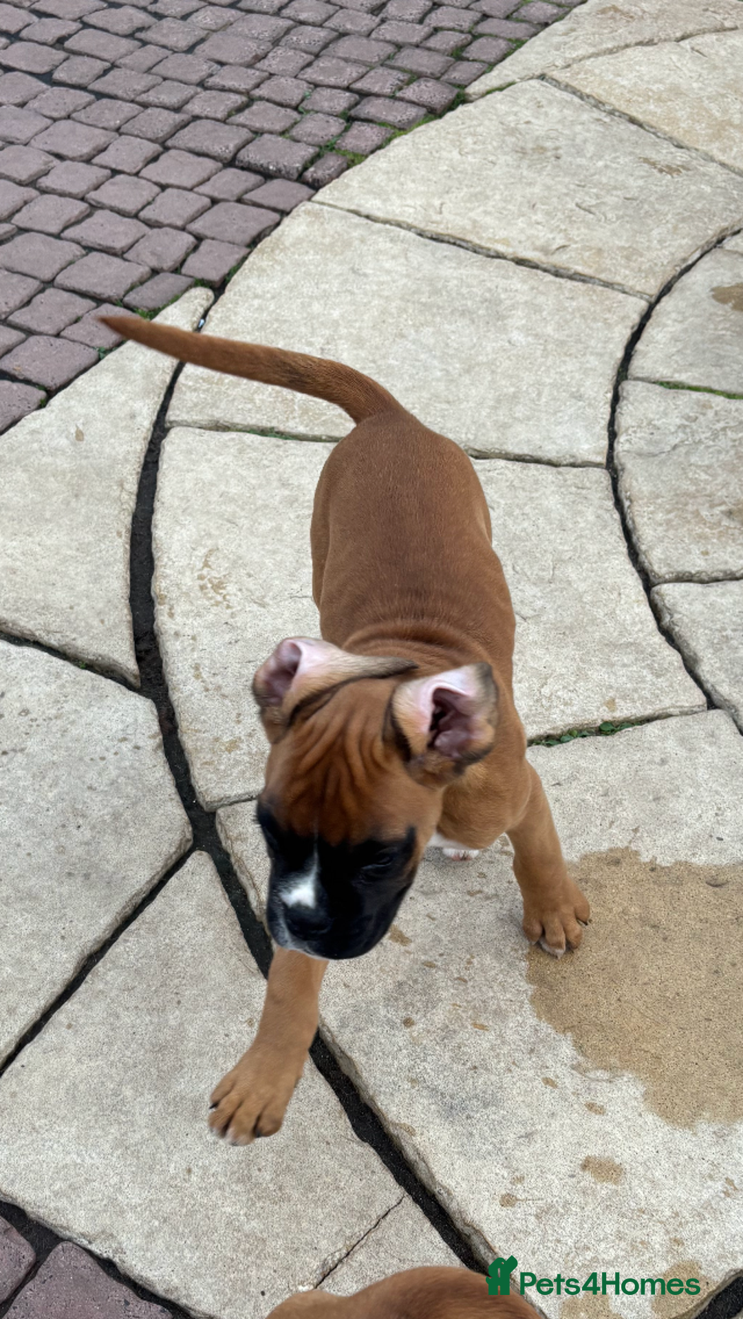 Boxer dogs for sale: Boxer pups  - Image 2