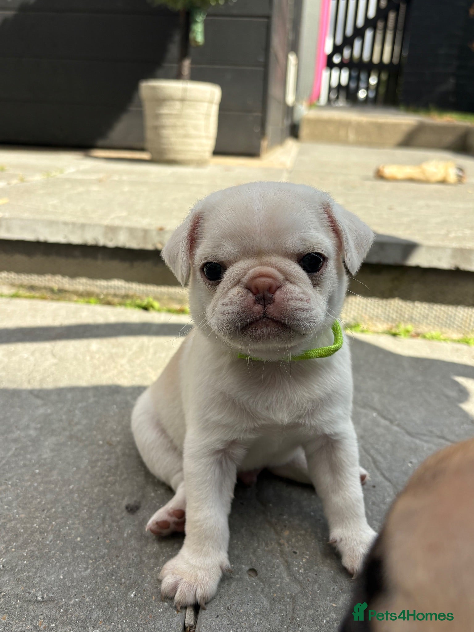 Pug dogs Kc registered pedigree pug puppies  - Advert 6