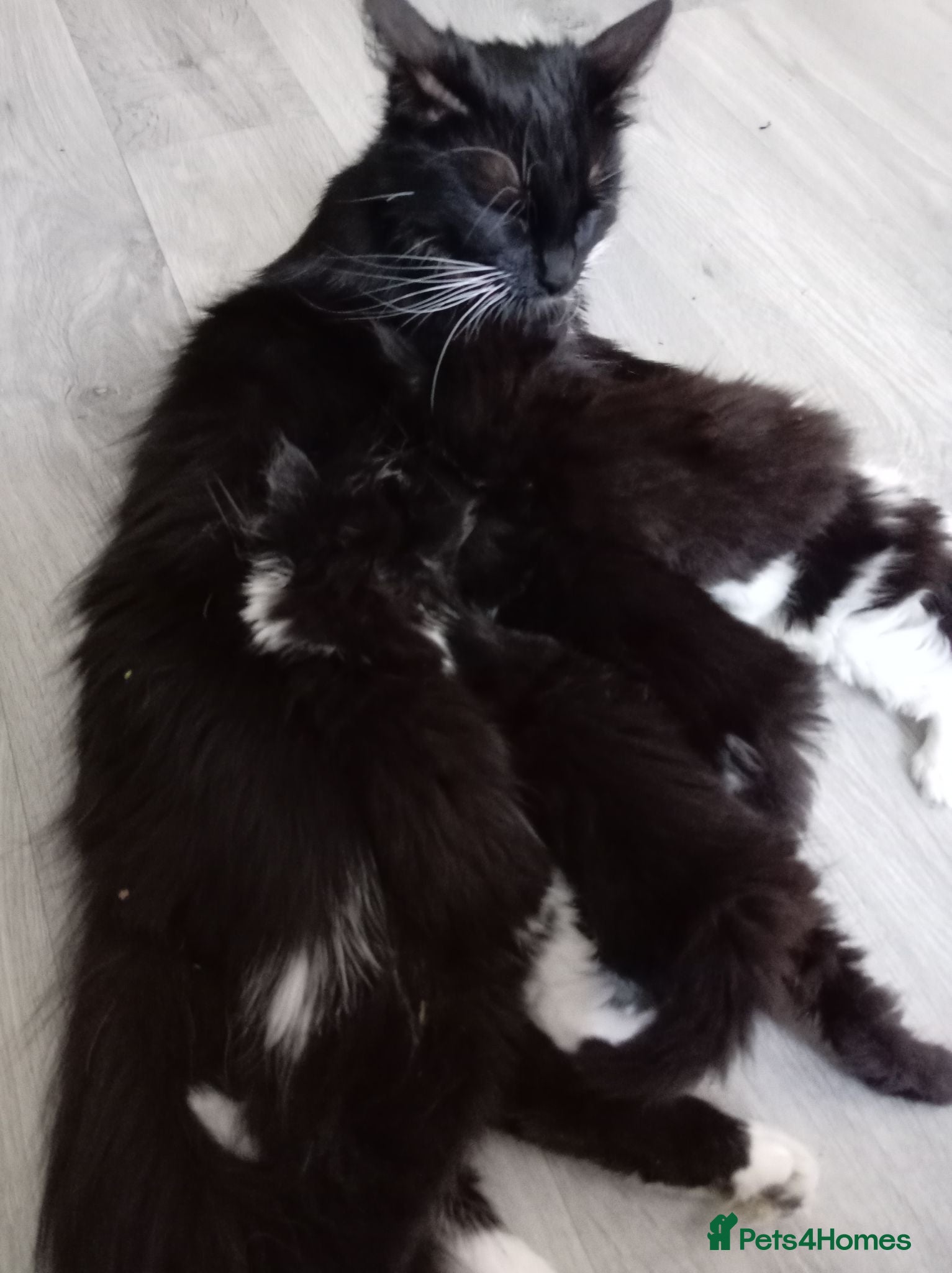 Mixed Breed cats Litter of 5 beautiful kittens  - Advert 2
