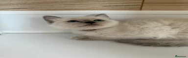 Ragdoll 1